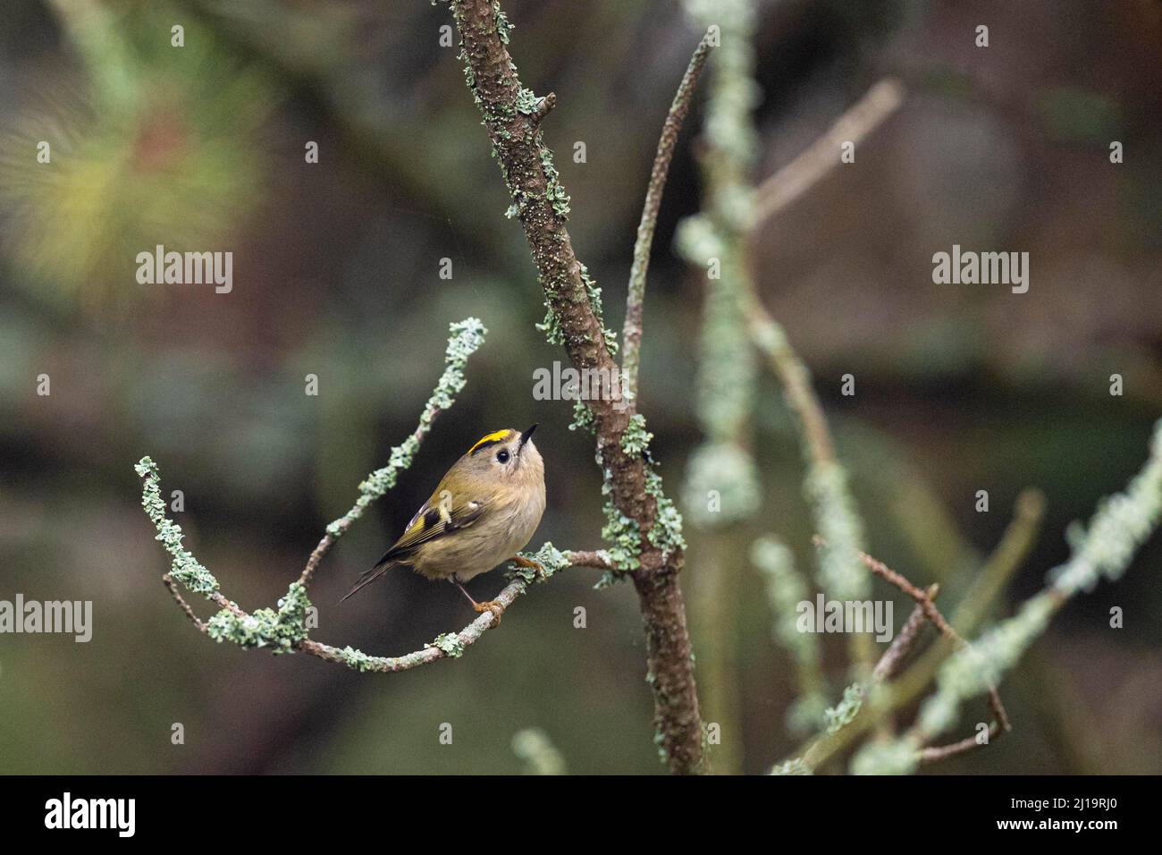 Goldwappen (Regulus regulus) auf einem mit Flechten bedeckten Ast, JuodkrantÄ, Kurische Nehrung, Klaipeda, Litauen Stockfoto