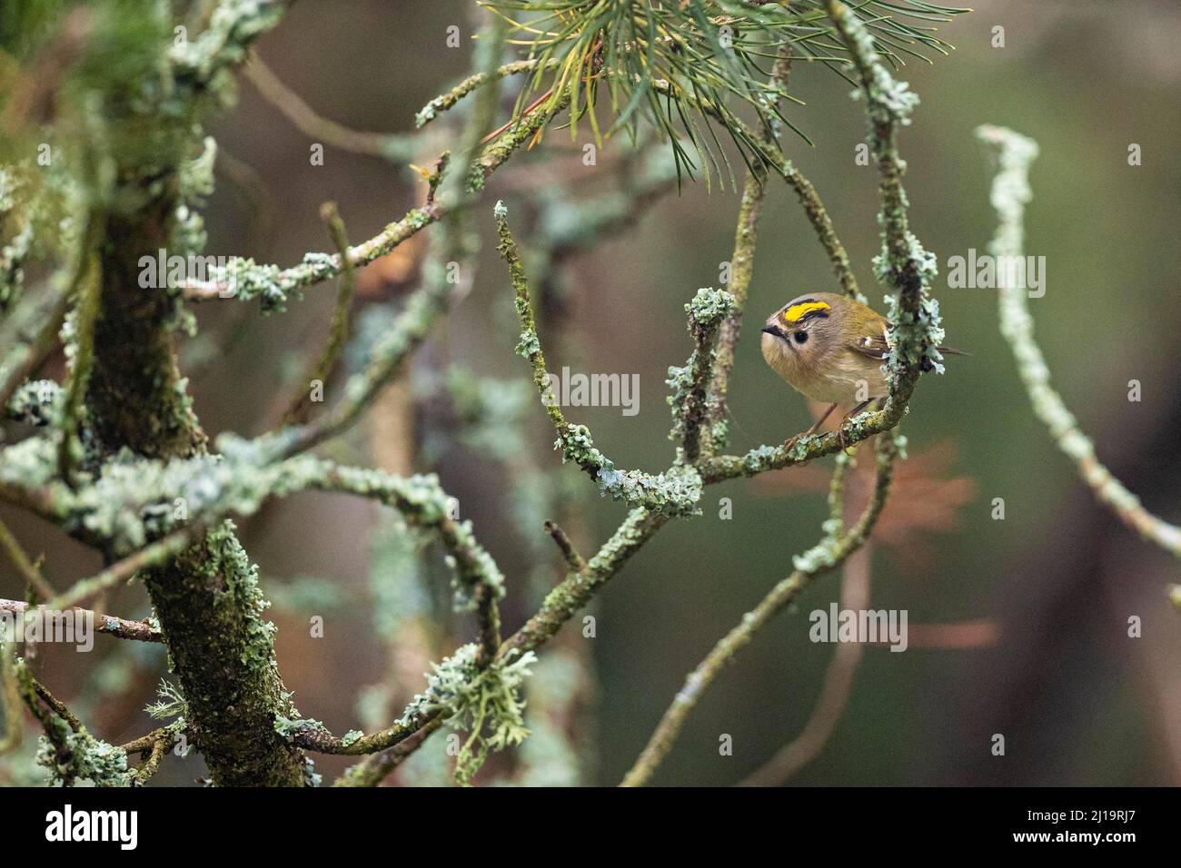 Goldwappen (Regulus regulus) auf einem mit Flechten bedeckten Ast, JuodkrantÄ, Kurische Nehrung, Klaipeda, Litauen Stockfoto