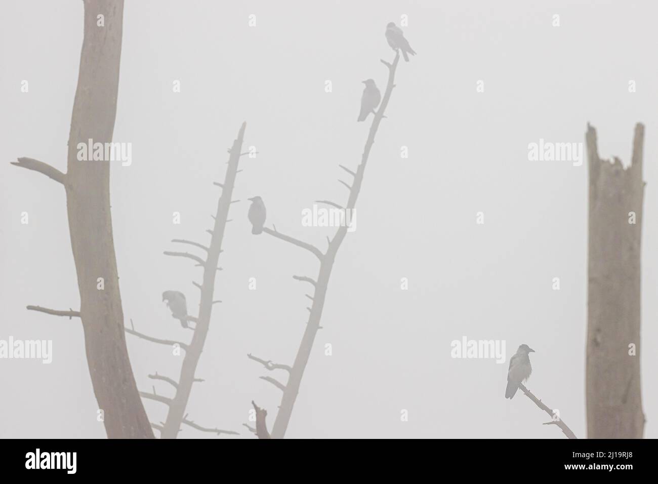 Krähe mit Kapuze (Corvus cornix), mehrere Vögel, die in einem toten Baum mit Nebel ruhen und Federn pflegen, JuodkrantÄ, Kurische Nehrung, Klaipeda, Litauen Stockfoto