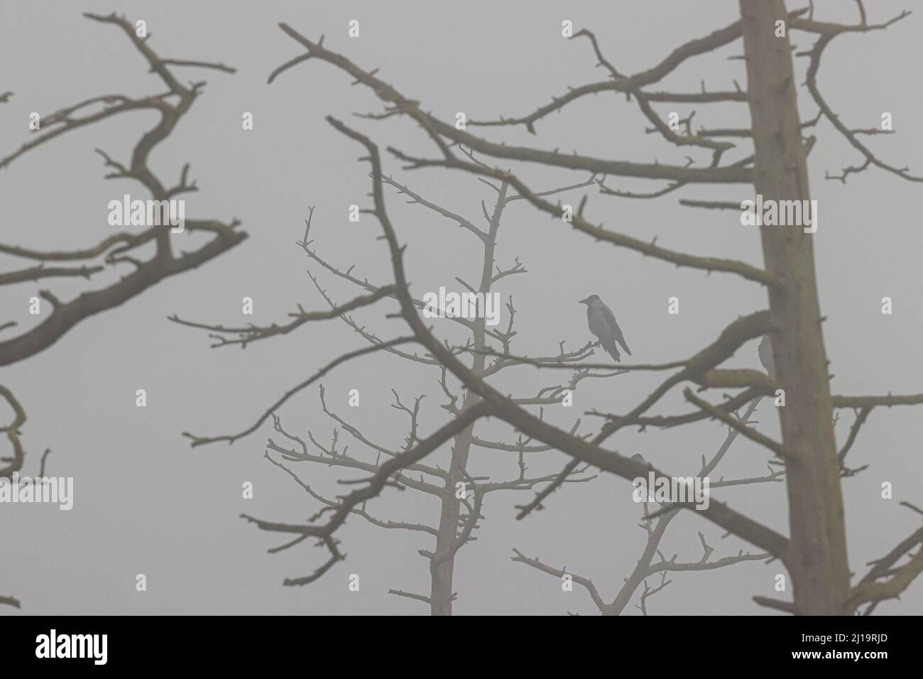 Krähe mit Kapuze (Corvus cornix), sitzend in einem toten Baum mit Nebel, JuodkrantÄ, Kurische Nehrung, Klaipeda, Litauen Stockfoto