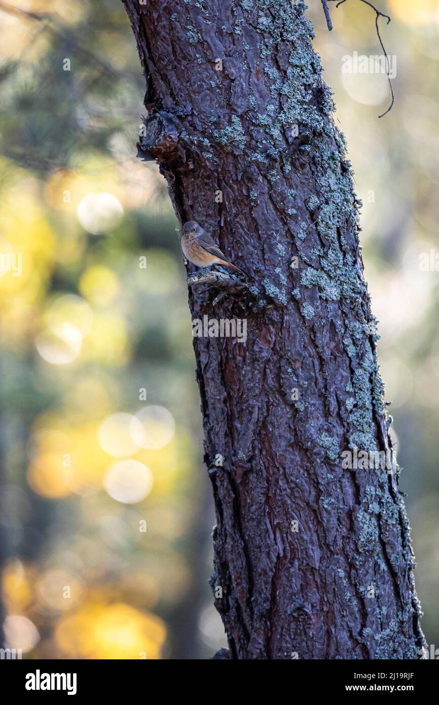 Rotkehlchen (Phoenicurus phoenicurus), junger Vogel, der auf einer mit Flechten bedeckten Kiefer thront, JuodkrantÄ, Kurische Nehrung, Klaipeda, Litauen Stockfoto