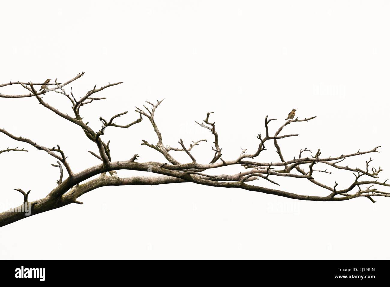 Singdrossel (Turdus philomelos), zwei Erwachsene Vögel, die auf einem toten Baum sitzen, JuodkrantÄ, Kurische Nehrung, Klaipeda, Litauen Stockfoto