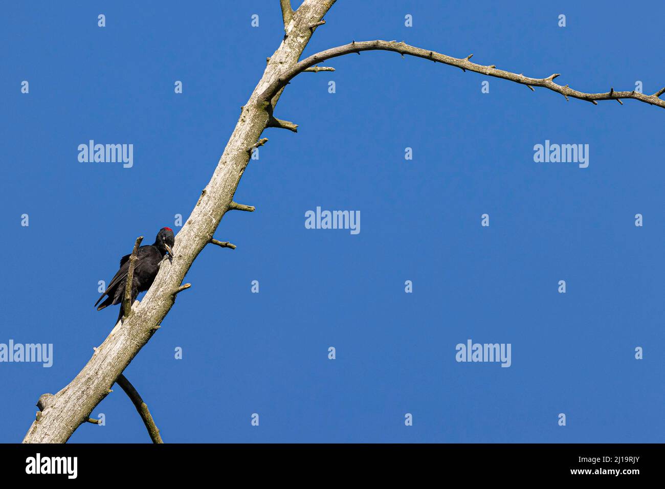Schwarzspecht (Dryocopus martius), Weibchen, das an einem toten Baum reibt, JuodkrantÄ, Kurische Nehrung, Klaipeda, Litauen Stockfoto