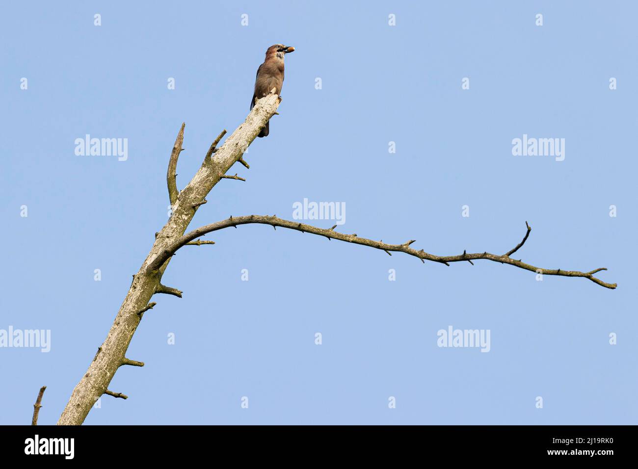 eurasischer eichelhäher (Garrulus glandarius) mit Eichel im Schnabel auf einem Ast im toten Baum sitzend, JuodkrantÄ –, Kurische Nehrung, Klaipeda, Litauen Stockfoto