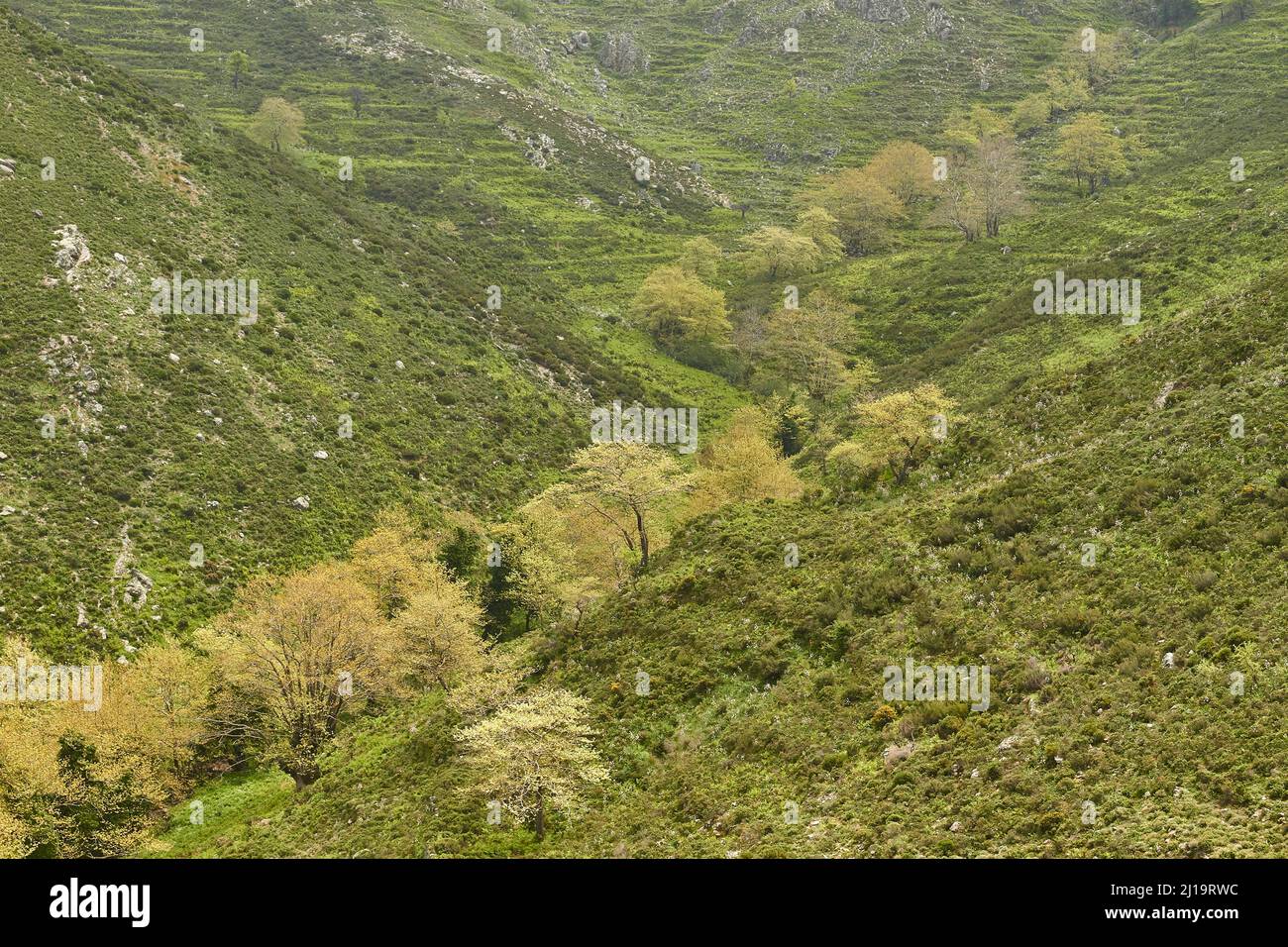 Frühling auf Kreta, grüne Bäume, Hang, Bergschnitt, Zourva, Lefka Ori, Westkreta, Insel Kreta, Griechenland Stockfoto