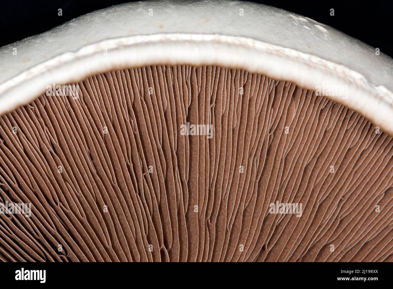 Nahaufnahme der braunen Lamellen eines Pferdepilzes (Agaricus arvensis), Studioaufnahme mit schwarzem Hintergrund Stockfoto
