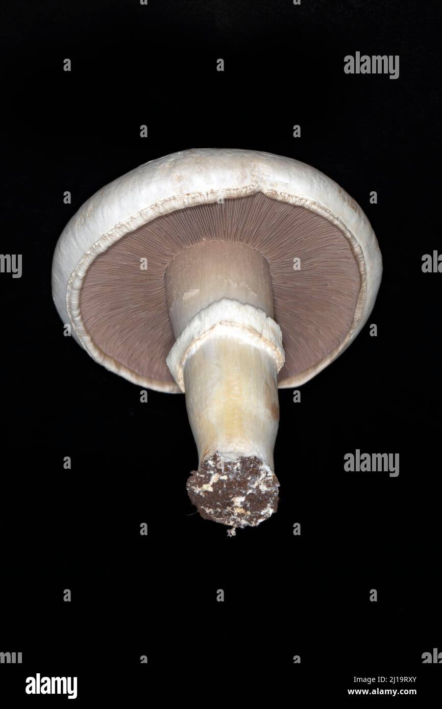 Frisch geernteter weißer Pferdepilz (Agaricus arvensis), Studiofoto mit schwarzem Hintergrund Stockfoto