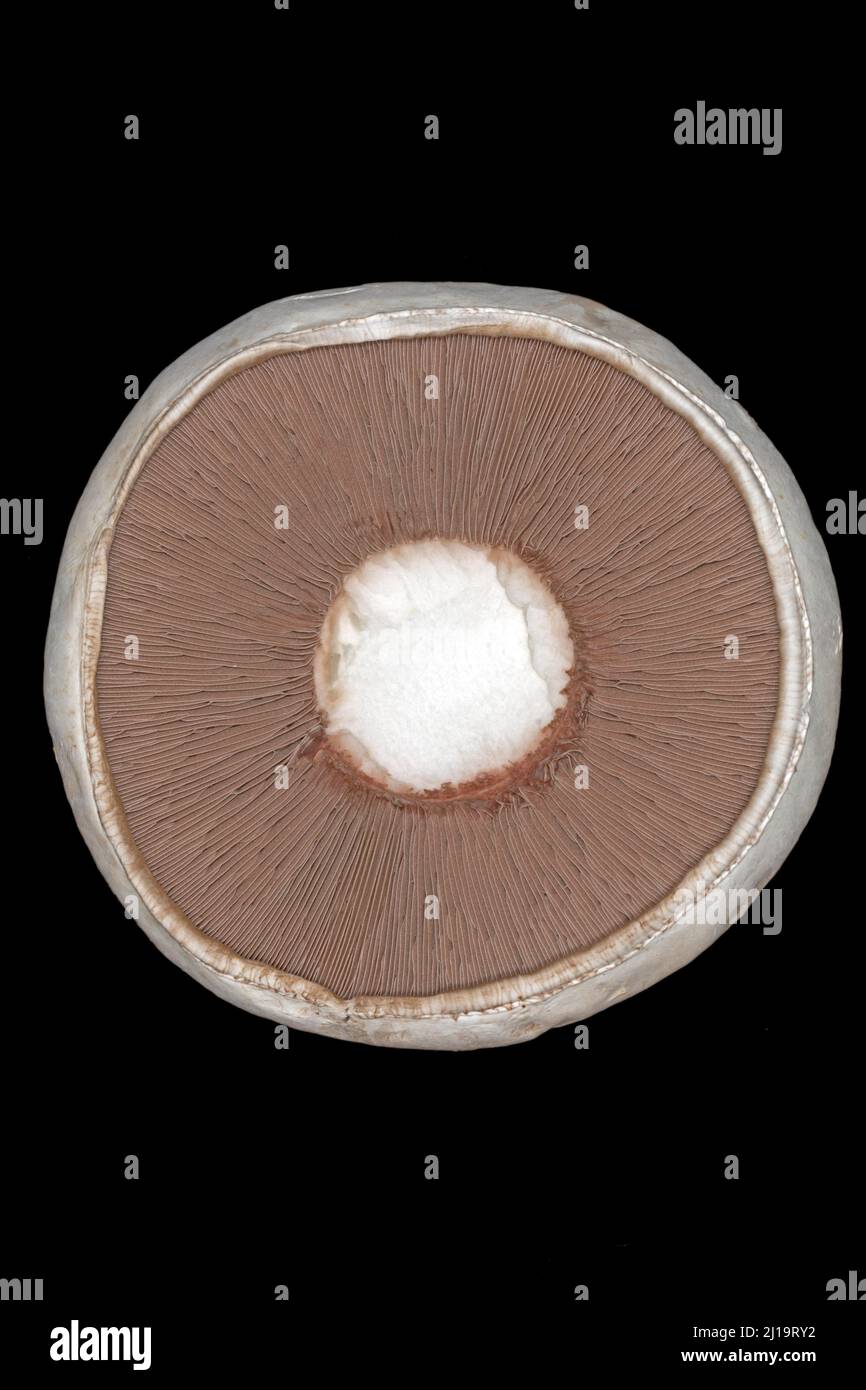 Nahaufnahme der braunen Lamellen eines Pferdepilzes (Agaricus arvensis), Studioaufnahme mit schwarzem Hintergrund Stockfoto