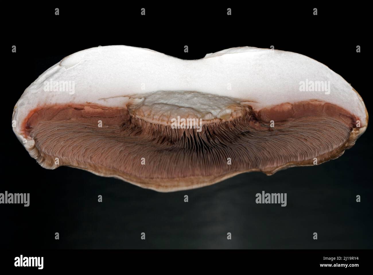 Nahaufnahme der braunen Lamellen eines halbierten Pferdepilzes (Agaricus arvensis), Studioaufnahme mit schwarzem Hintergrund Stockfoto