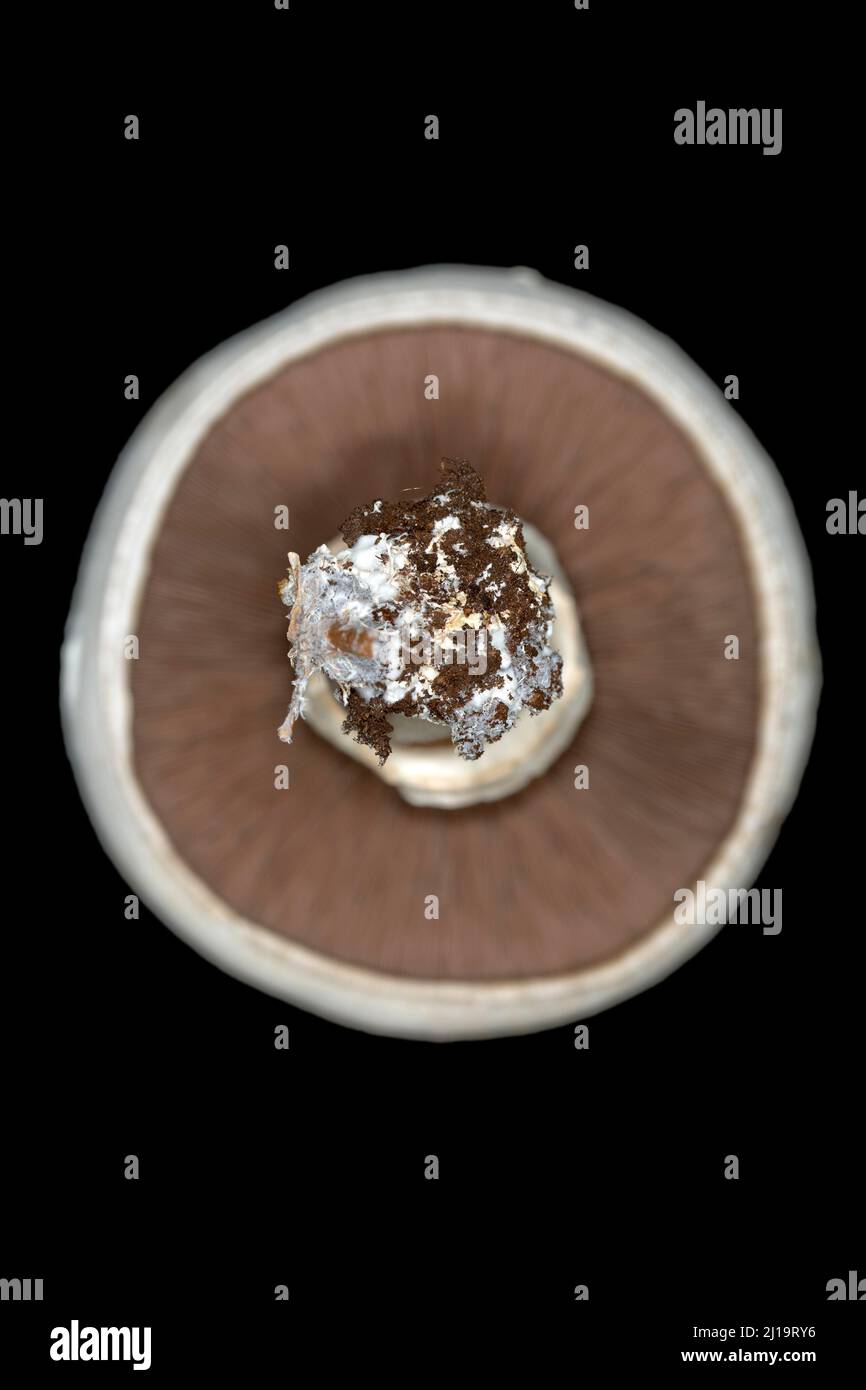 Weißer Pferdepilz (Agaricus arvensis) von unten, Studioaufnahme mit schwarzem Hintergrund Stockfoto