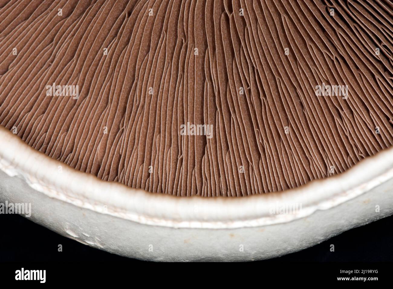 Nahaufnahme der braunen Lamellen eines Pferdepilzes (Agaricus arvensis), Studioaufnahme mit schwarzem Hintergrund Stockfoto