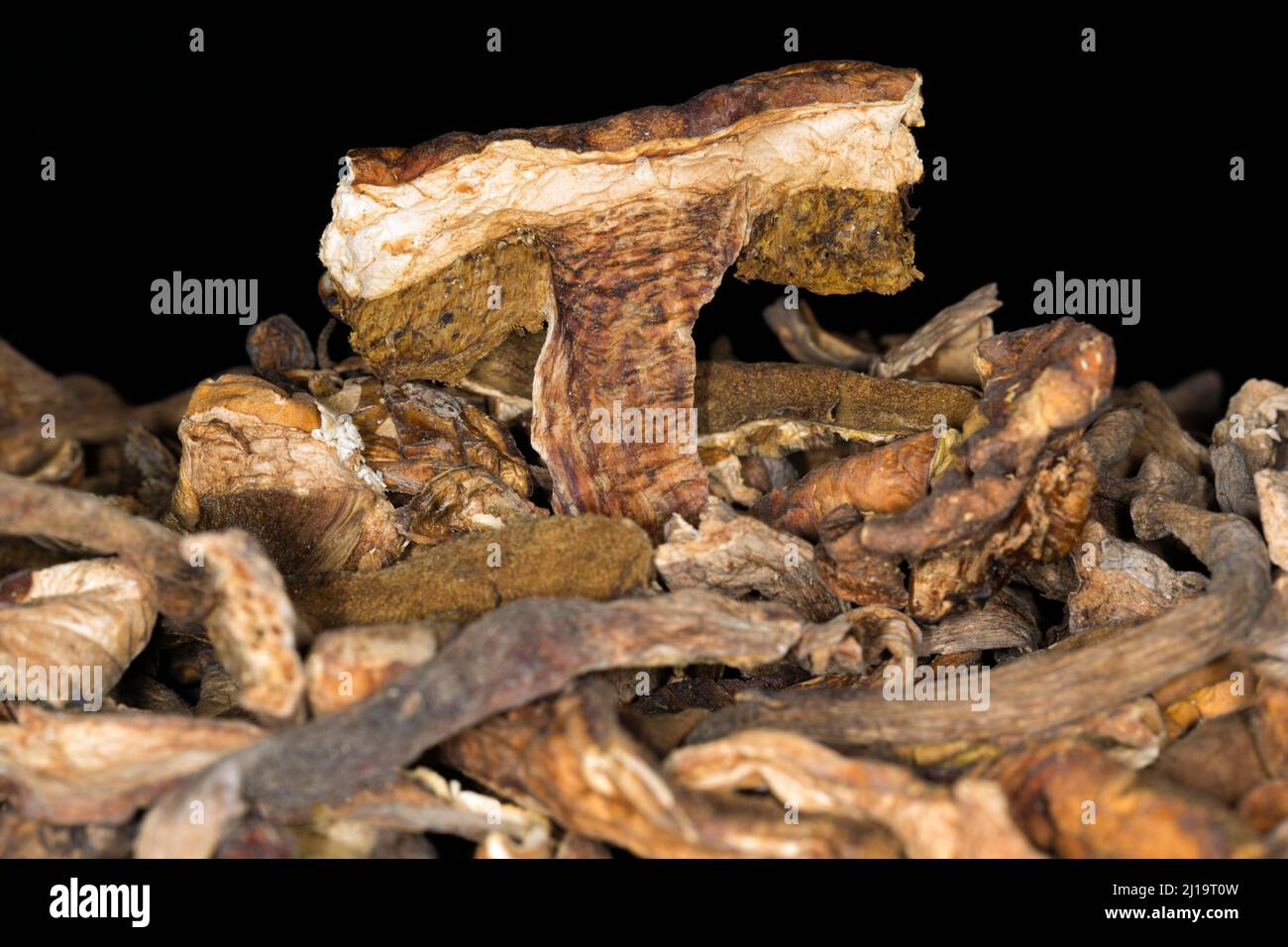 Getrocknete Königboleten (Boletus edulis), Studiofotografie mit schwarzem Hintergrund Stockfoto