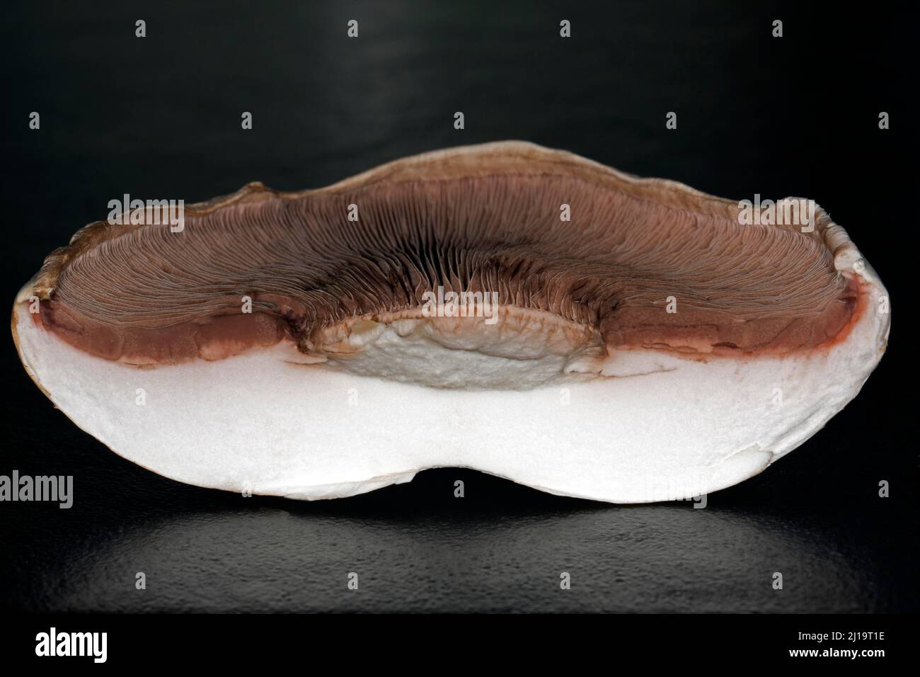 Nahaufnahme der braunen Lamellen eines halbierten Pferdepilzes (Agaricus arvensis), Studioaufnahme mit schwarzem Hintergrund Stockfoto