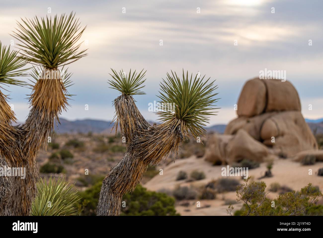 Joshua Tree National Park Landschaft am späten Nachmittag, vor Sonnenuntergang. Stockfoto