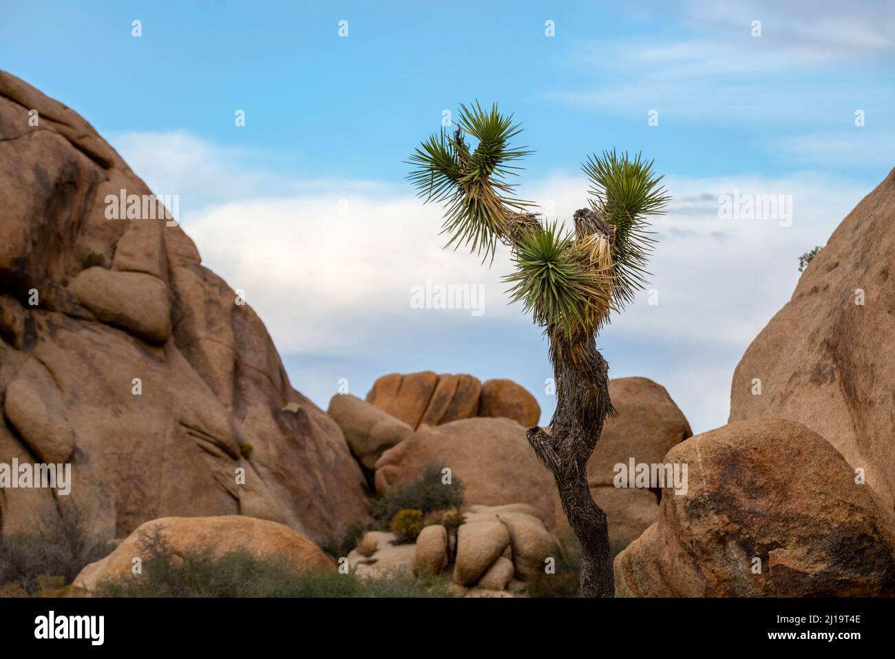 Einzigartige Aussicht im Joshua Tree National Park im Herbst, Herbst, vor Sonnenuntergang Stockfoto