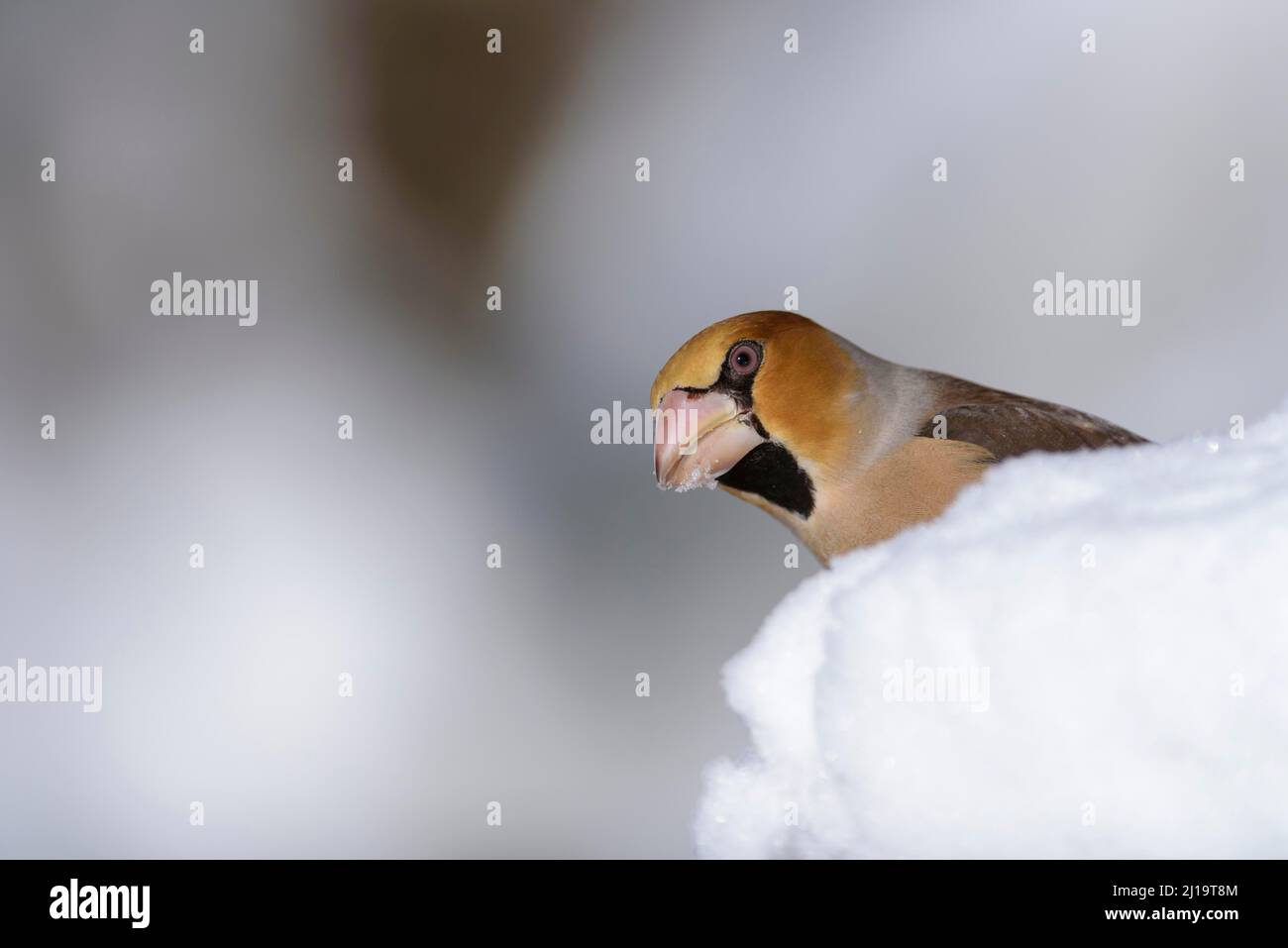 Hagefinch (Coccothraustes coccothraustes) im Schnee, Winter, Thüringer Wald, Thüringen, Deutschland Stockfoto