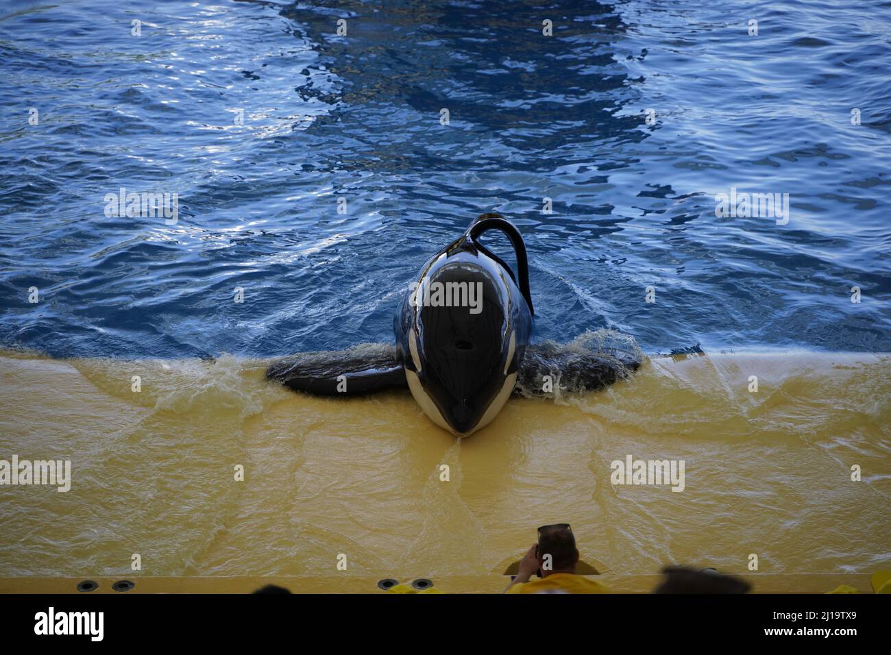 Killerwal (Orcinus Orca), Loro Park, Puerto de la Cruz, Teneriffa, Spanien Stockfoto