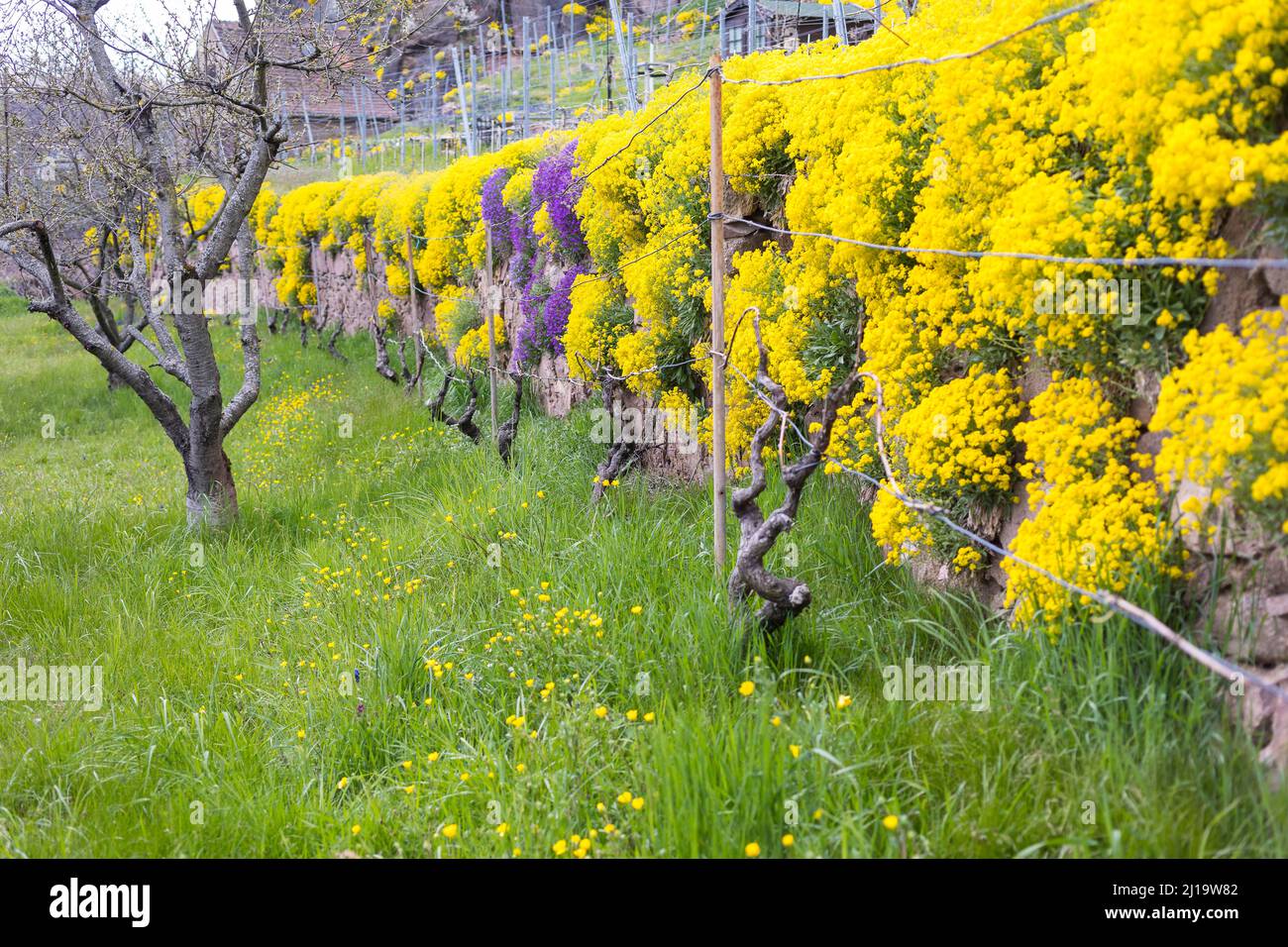 Blühendes Bergmadwort (Alyssum montanum) an Wänden in einem Weinberg, Weinberge am Niederauer Dorfbach und die Katzenstufen, Meißen, Sachsen Stockfoto