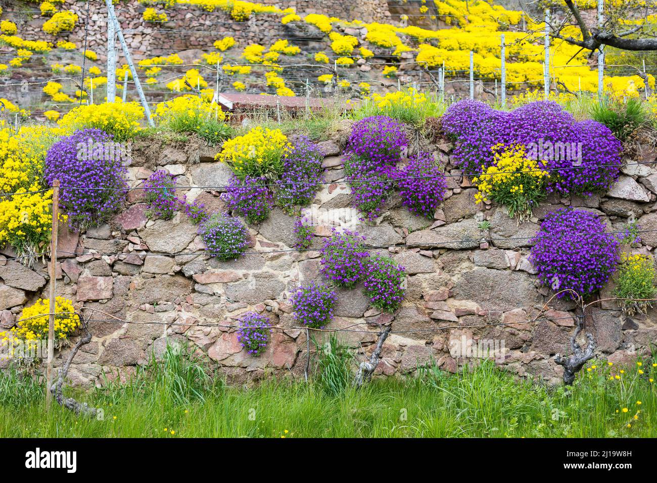 Blühendes Bergmadwort (Alyssum montanum) und Aubrietas (Aubrieta) an Wänden in einem Weinberg, Weingärten am Niederauer Dorfbach und Katzenstufen Stockfoto