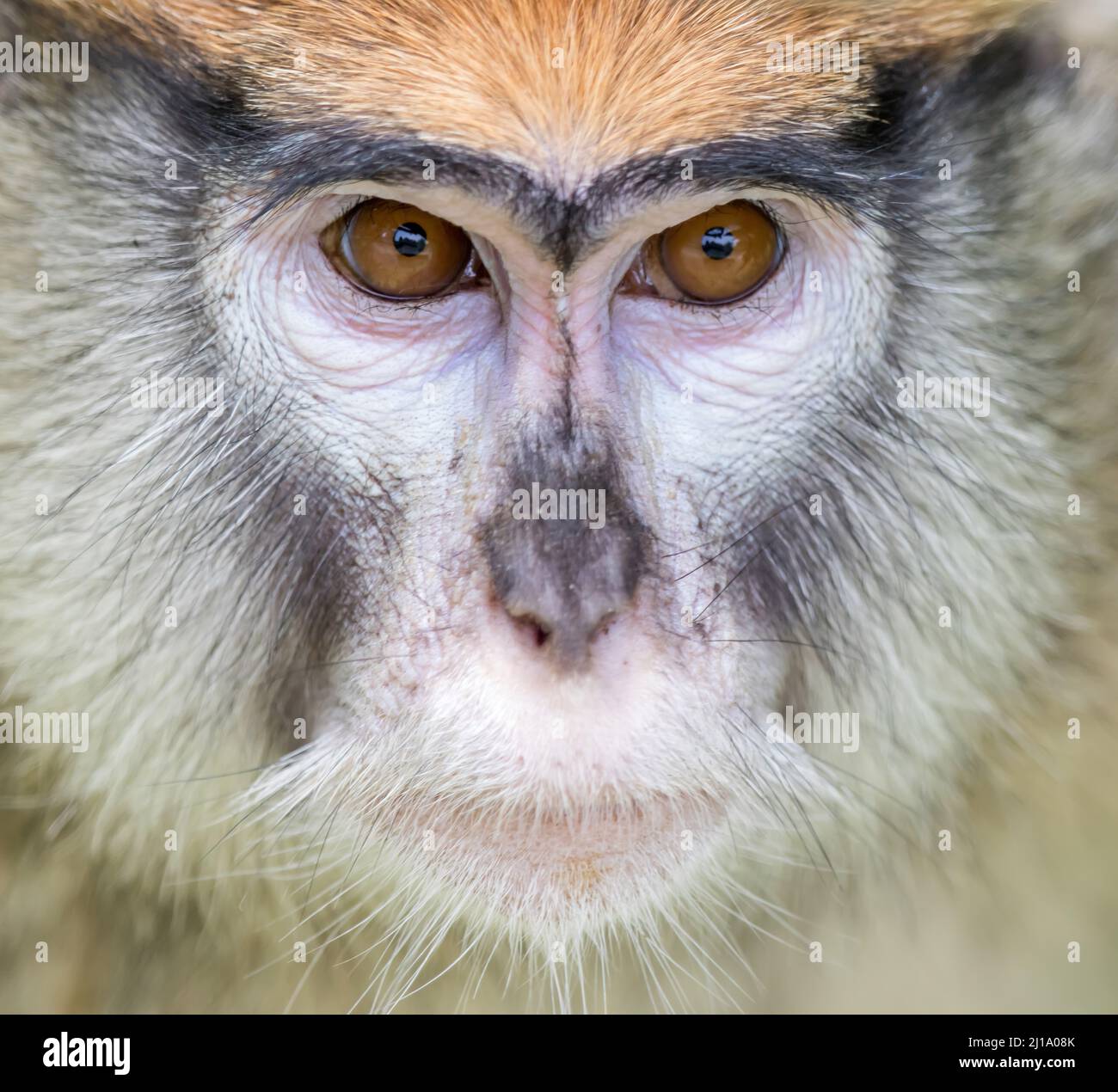Patas Monkey beim Blick auf die Kamera im Zoo von San Francisco Stockfoto