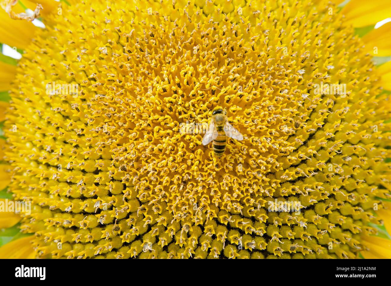Eine Honigbiene, die an einem sonnigen Sommertag Nektar in der Mitte eines Samenkopfes der Sonnenblume sammelt. Stockfoto
