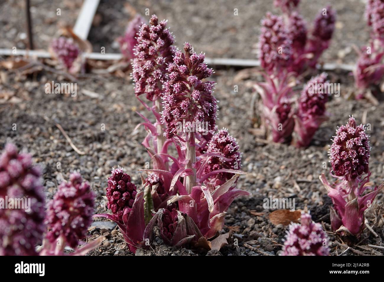 Detail eines wunderschön blühenden petasites-Hybridus mit weiß-violetten Blüten. Stockfoto