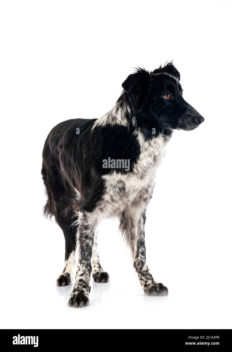 Border-Collie vor weißem Hintergrund Stockfoto