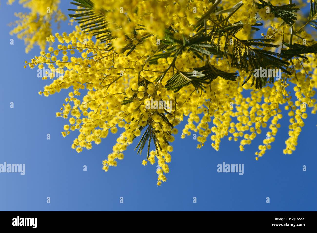 Zweig der gelben Mimosen Blumen auf einem blauen Himmel Hintergrund Stockfoto