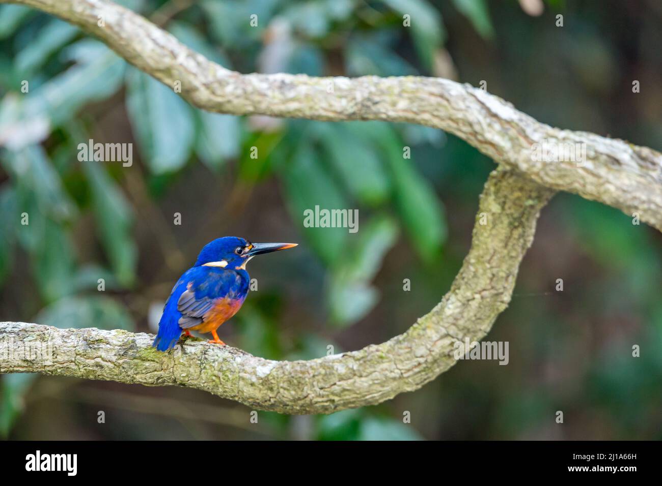 Azure Kingfisher sitzt am Zweig in Rainforest, Queensland, Australien Stockfoto