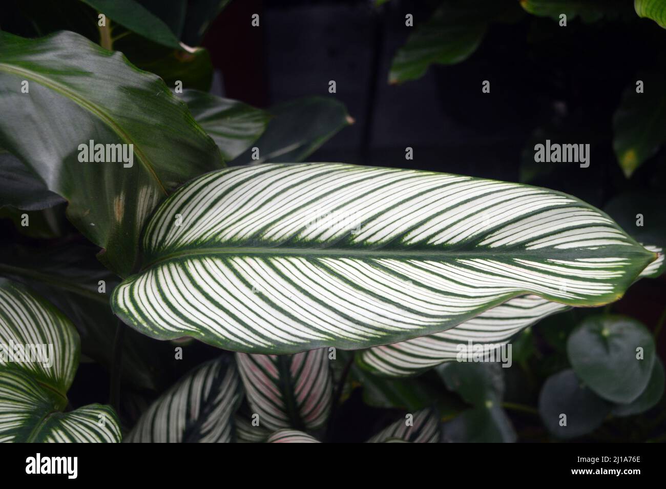 Calathea 'White Star' Bltter wachsen in einer geschtzten Umgebung. Zebra  Bltter Stockfotografie - Alamy