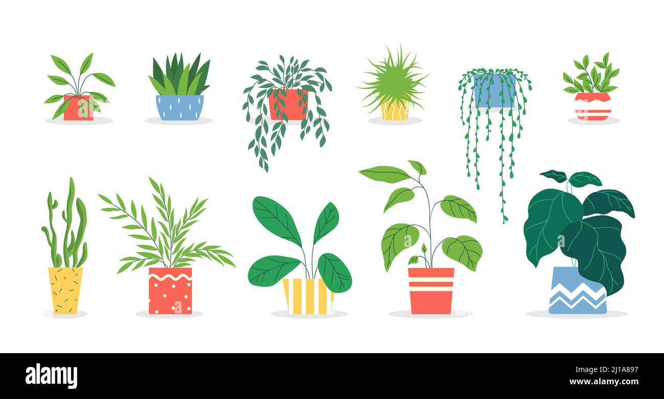 Topfpflanzen Set. Zimmerpflanzen in bunten Töpfen, saftig, Hausgarten, Innenbäume. Vektor-Illustration für Innenraum, Botanik, Hausdekoration konz Stock Vektor