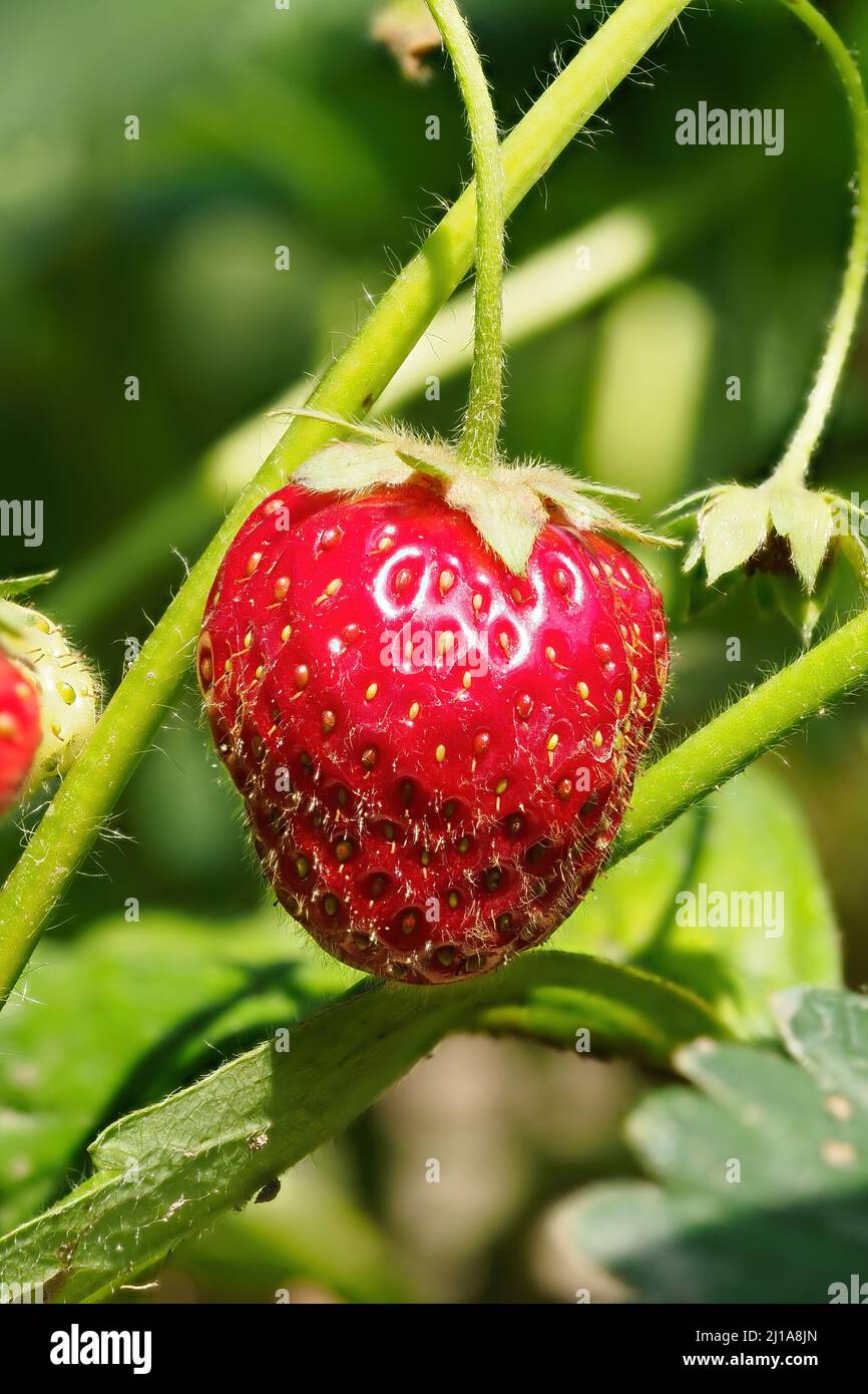 Nahaufnahme der wachsenden roten, reifen Erdbeere auf dem Stiel im Garten. Detail von frischen Früchten mit grünen Blättern. Bio-Anbau, gesunde Ernährung, Bio-Viands, zurück zu Stockfoto
