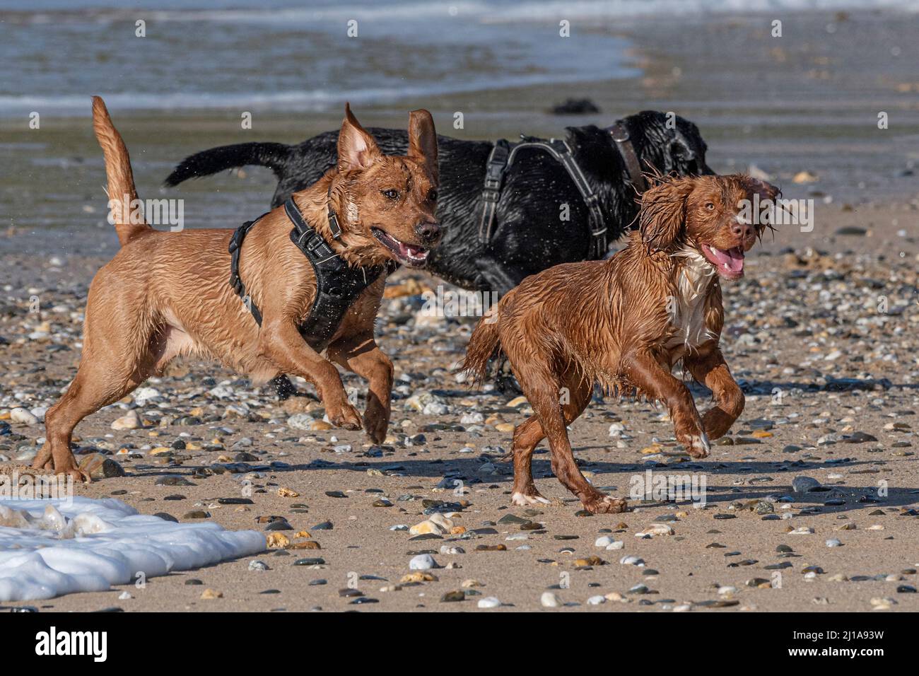 Hunde, die die Freiheit genießen, am Fistral Beach in Newquay in Cornwall in Großbritannien vor der Bleileine zu laufen. Stockfoto