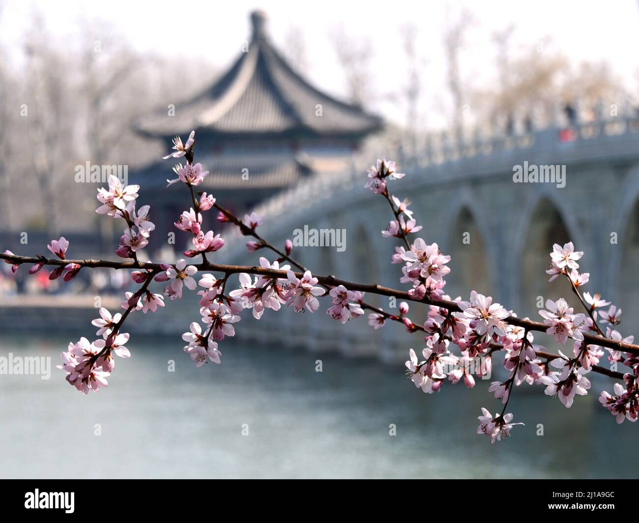 Peking, Peking, China. 24. März 2022. Am 24. März 2022, im Frühjahr des März, blüht auf der Ostseite der Nanhu-Insel im Sommerpalast in Peking der Pfirsich in voller Blüte und die Brücke mit 17 Bogen ergänzt sich gegenseitig. (Bild: © SIPA Asia via ZUMA Press Wire) Stockfoto