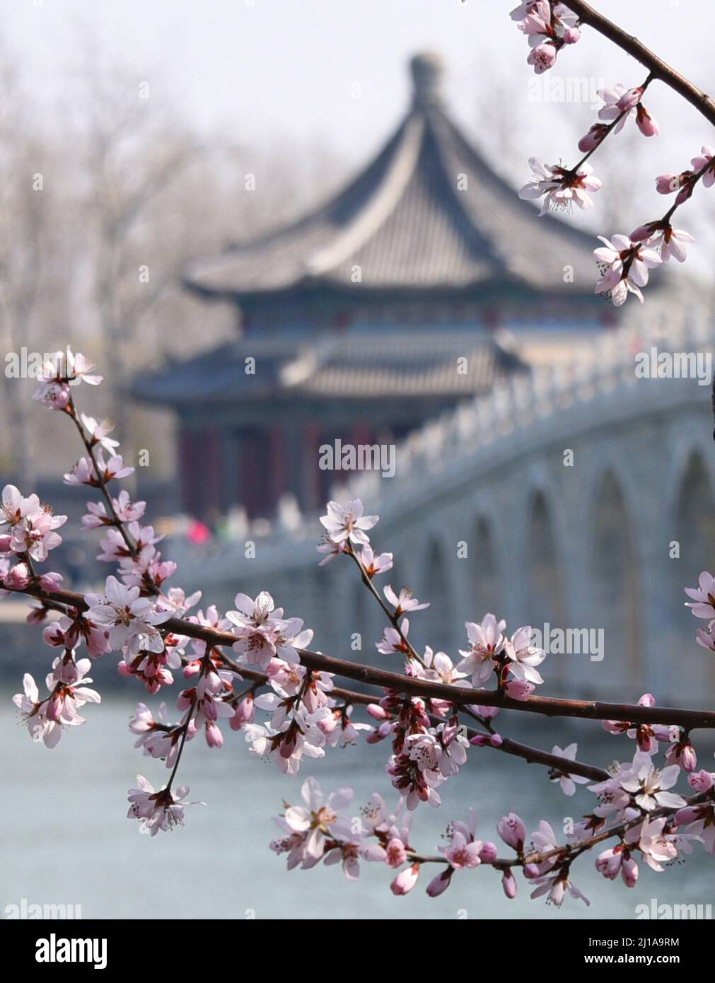 Peking, Peking, China. 24. März 2022. Am 24. März 2022, im Frühjahr des März, blüht auf der Ostseite der Nanhu-Insel im Sommerpalast in Peking der Pfirsich in voller Blüte und die Brücke mit 17 Bogen ergänzt sich gegenseitig. (Bild: © SIPA Asia via ZUMA Press Wire) Stockfoto