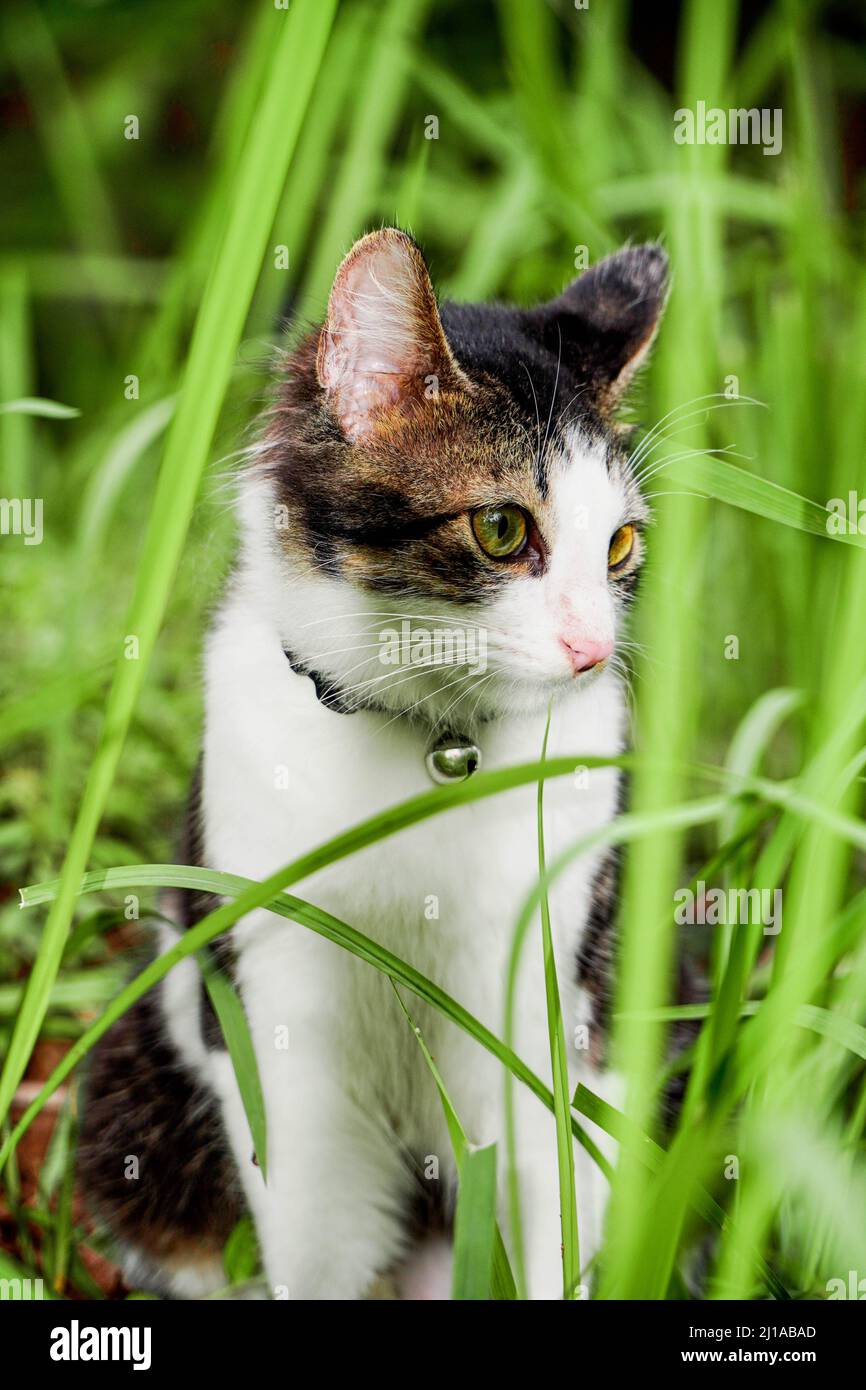 Schwarze Katze spielt auf grünem Gras. Nette Katze, die auf dem Gras spielt Stockfoto