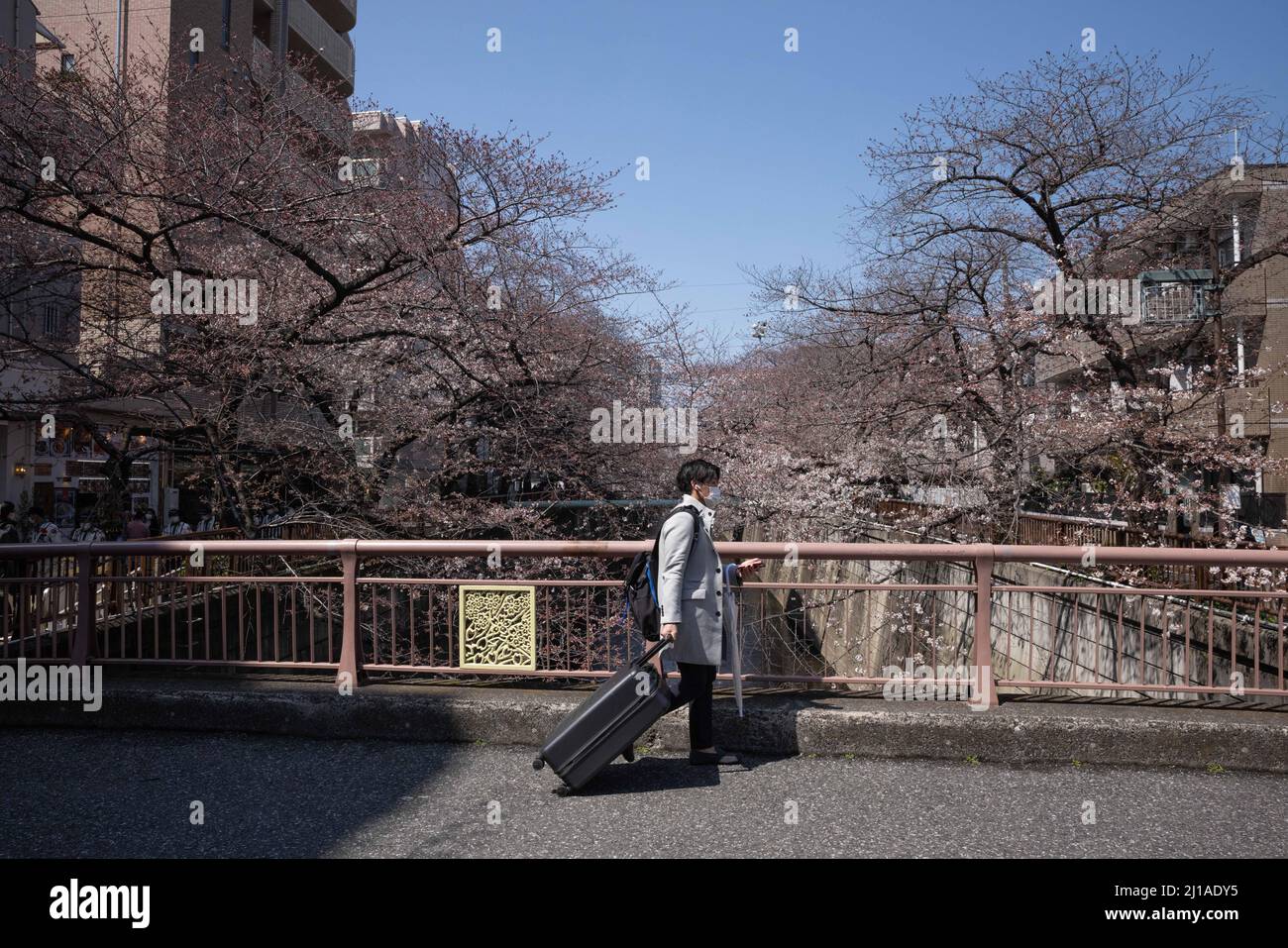 Tokio, Japan. 24. März 2022. Ein Mann mit Koffer geht wenige Tage vor Beginn der traditionellen Kirschblütensaison Ende März über den Fluss Meguro in Tokio. Die traditionelle japanische Kirschblütensaison in Tokio beginnt am 28. März 2022. Einige Sakura-Bäume begannen bereits zu blühen. Kredit: SOPA Images Limited/Alamy Live Nachrichten Stockfoto