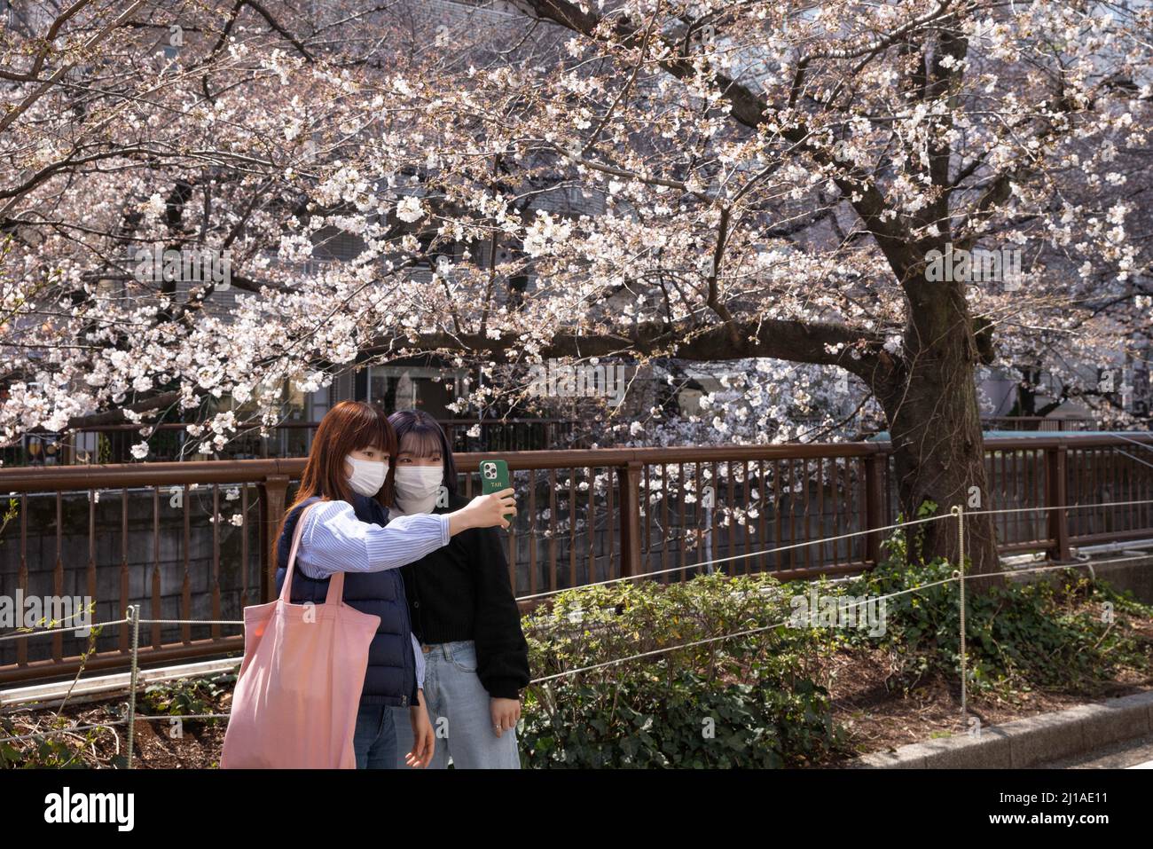 Tokio, Japan. 24. März 2022. Frauen machen ein Selfie vor Kirschbaumblüten am Fluss Meguro. Die traditionelle japanische Kirschblütensaison in Tokio beginnt am 28. März 2022. Einige Sakura-Bäume begannen bereits zu blühen. Kredit: SOPA Images Limited/Alamy Live Nachrichten Stockfoto