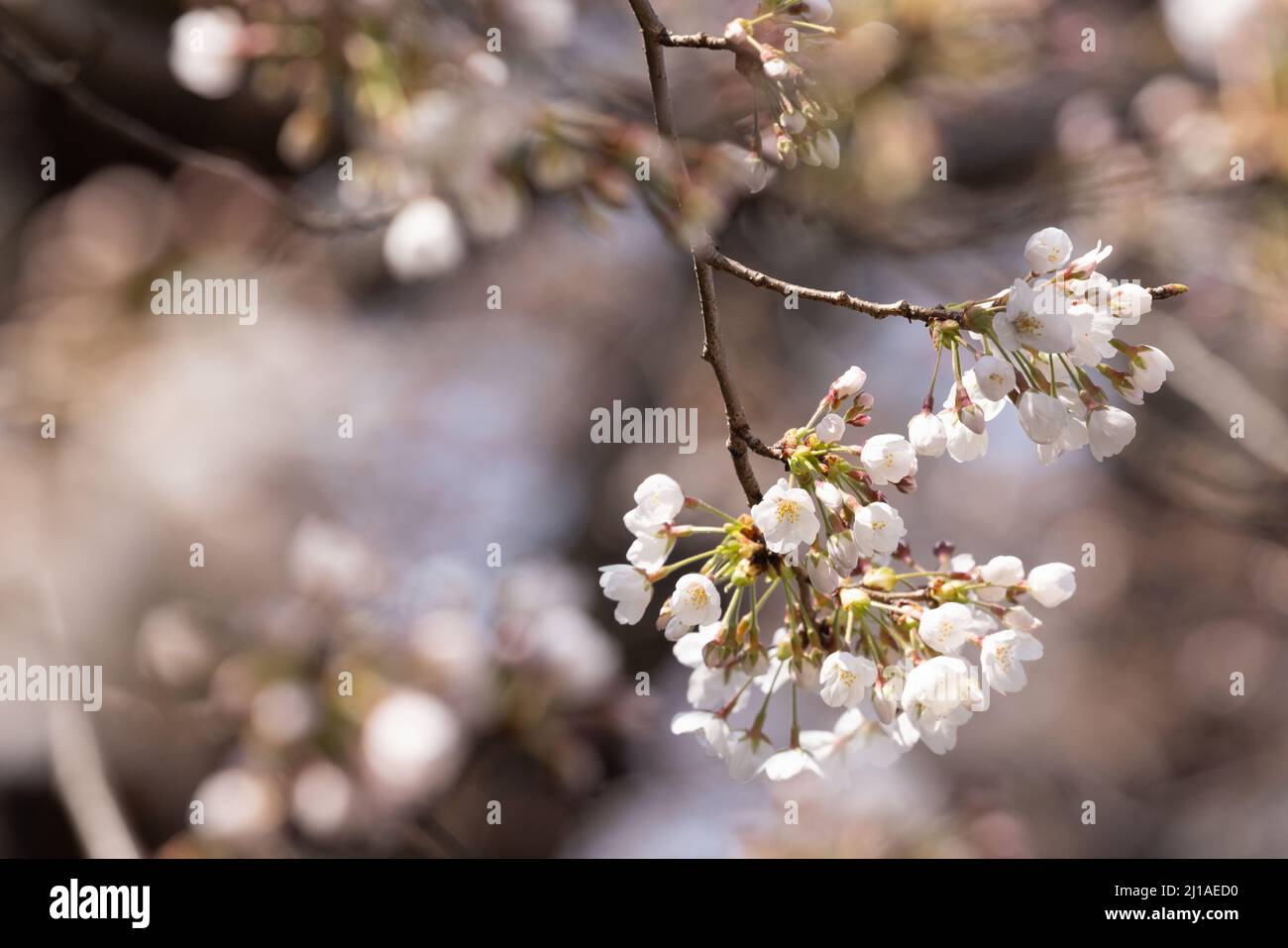 Tokio, Japan. 24. März 2022. Die traditionelle japanische Kirschblütensaison in Tokio beginnt am 28. März 2022. Einige Sakura-Bäume begannen bereits zu blühen, wie hier im Distrikt Naka Meguro. Die traditionelle japanische Kirschblütensaison in Tokio beginnt am 28. März 2022. Einige Sakura-Bäume begannen bereits zu blühen. (Foto: Stanislav Kogiku/SOPA Images/Sipa USA) Quelle: SIPA USA/Alamy Live News Stockfoto