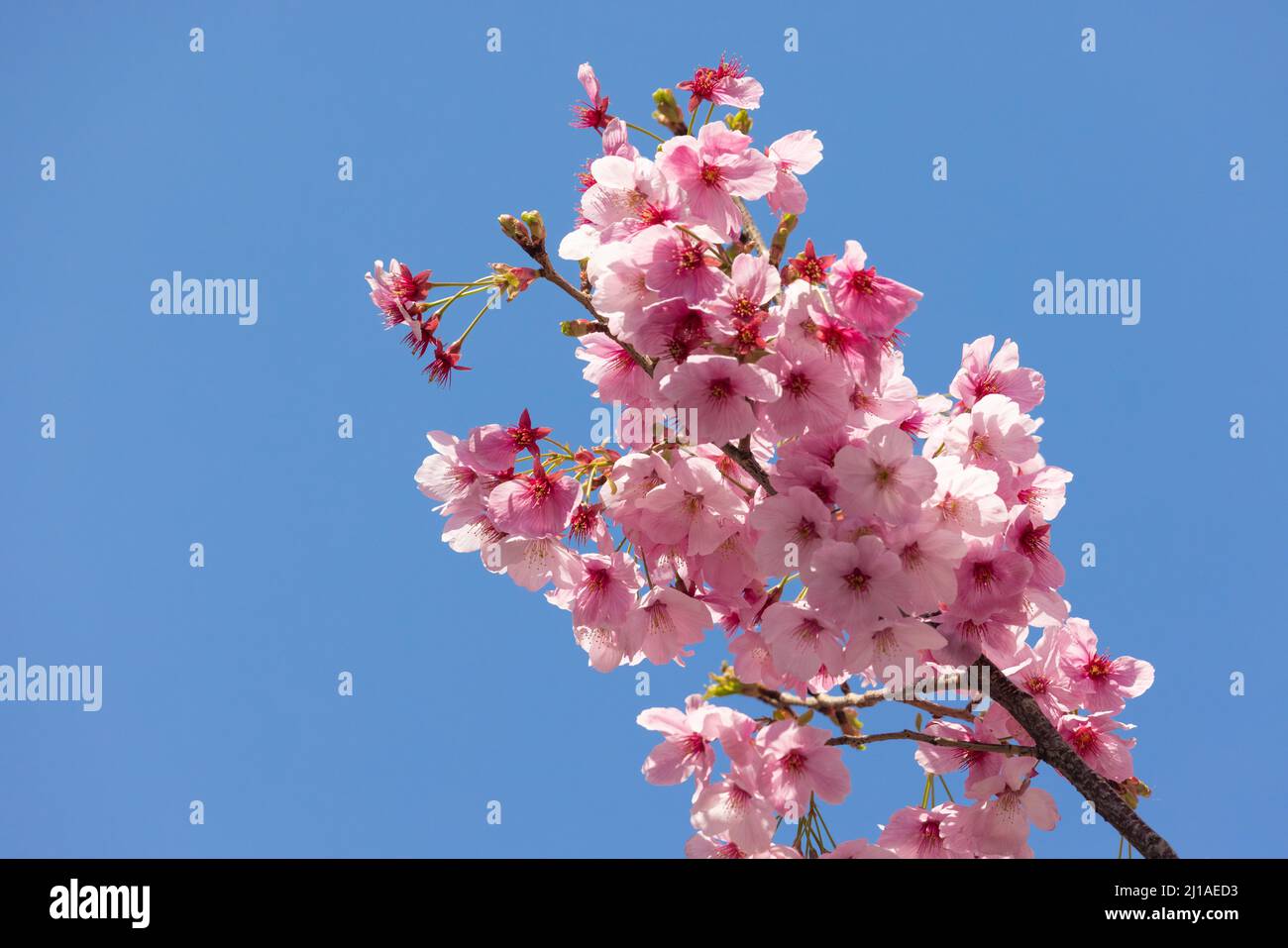 Tokio, Japan. 24. März 2022. Die traditionelle japanische Kirschblütensaison in Tokio beginnt am 28. März 2022. Einige Sakura-Bäume begannen bereits zu blühen, wie hier im Distrikt Naka Meguro. Die traditionelle japanische Kirschblütensaison in Tokio beginnt am 28. März 2022. Einige Sakura-Bäume begannen bereits zu blühen. (Foto: Stanislav Kogiku/SOPA Images/Sipa USA) Quelle: SIPA USA/Alamy Live News Stockfoto