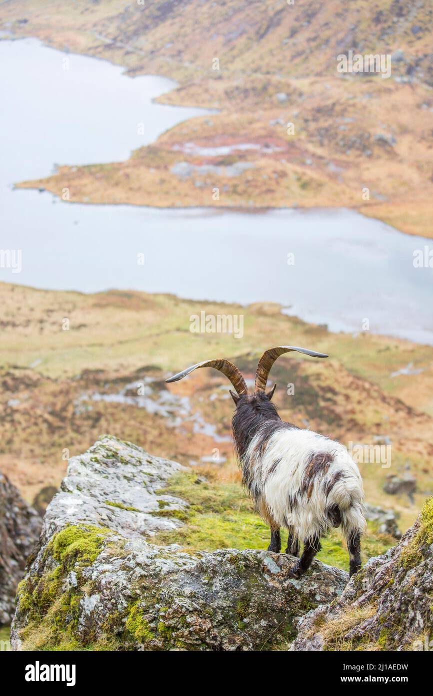 Rückansicht einer isolierten walisischen Bergziege mit langen Hörnern, Blick auf das Tal in Richtung eines Sees in den Bergen von Snowdonia, Nordwales, Großbritannien. Stockfoto
