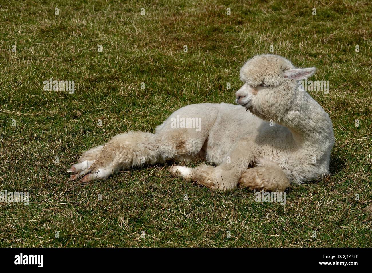 Niedliche Erwachsene Lama Alpaka liegen auf grünem Gras und schauen sich um Stockfoto