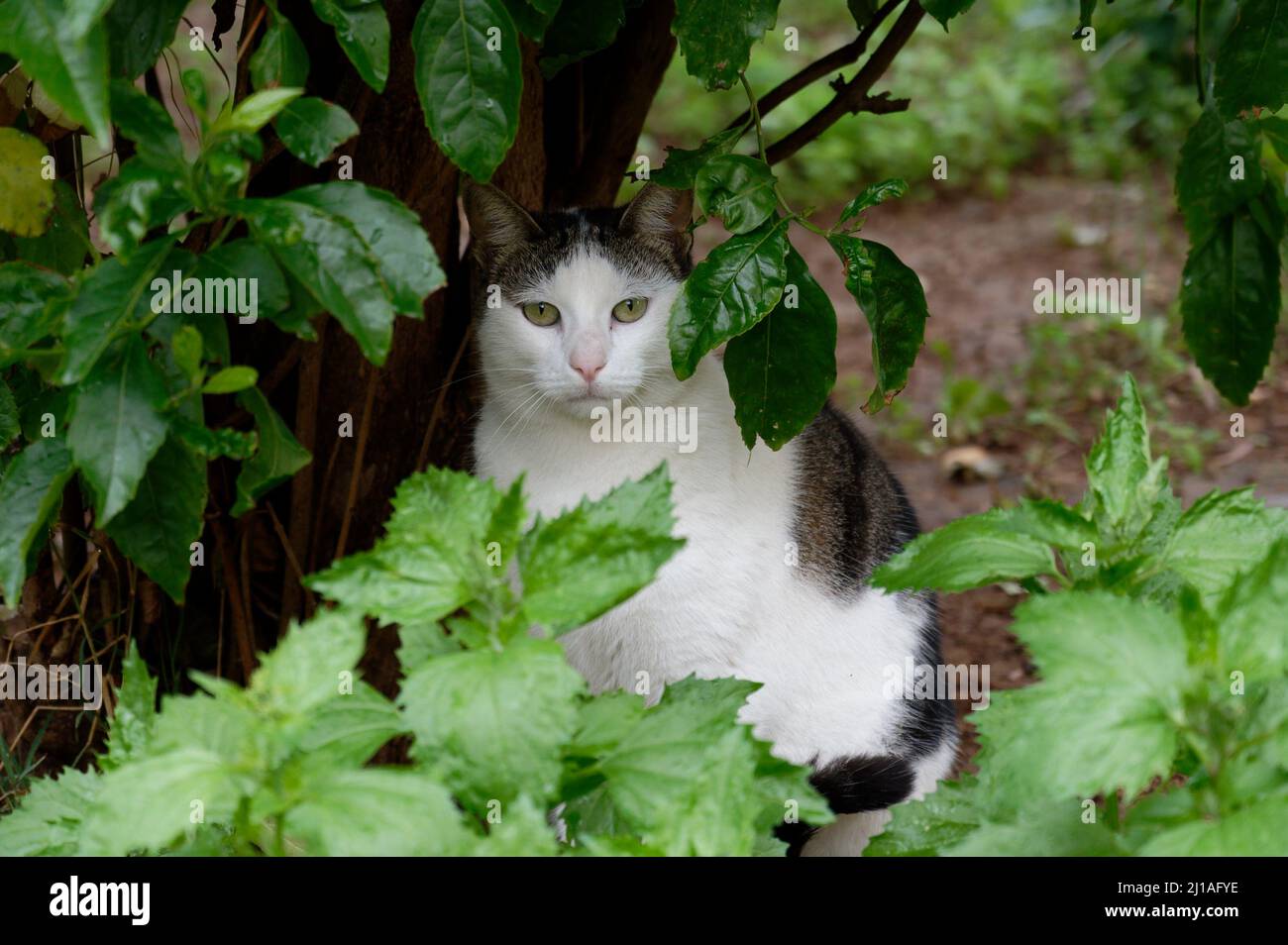 Eine weiß-graue Katze auf der Straße posiert für einen Fotografen. Nahaufnahme Stockfoto