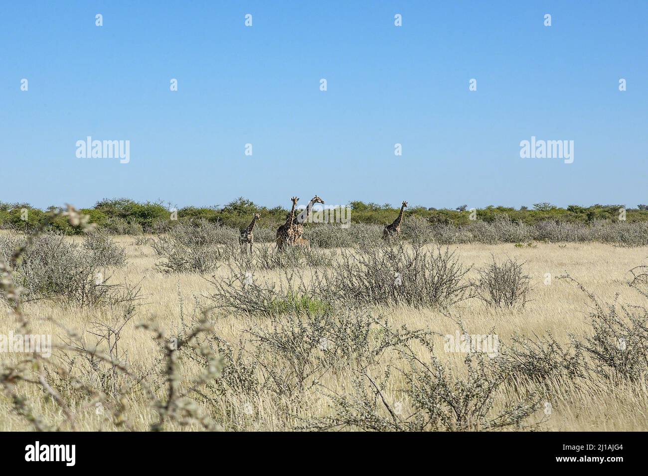 Eine kleine Gruppe von Giraffen (5), darunter eine Baby-Giraffe, umgeben von langem Gras, Büschen und Bäumen im Etosha National Park, Namibia, Südwestafrika Stockfoto
