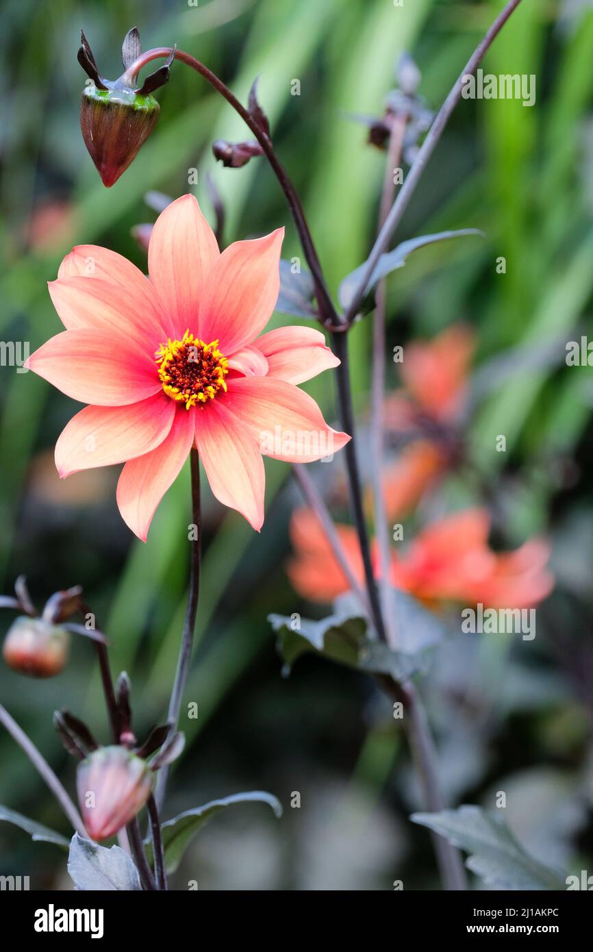 Miniatur, Single Blühte Dahlia 'Orange Pathfinder. Stockfoto