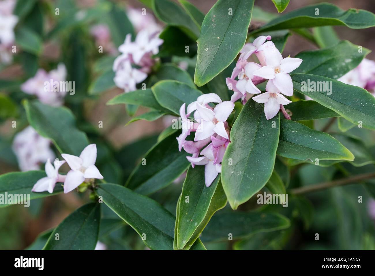 Daphne bholua „Spring Beauty“. Rosa duftende Blüten im frühen Frühjahr Stockfoto