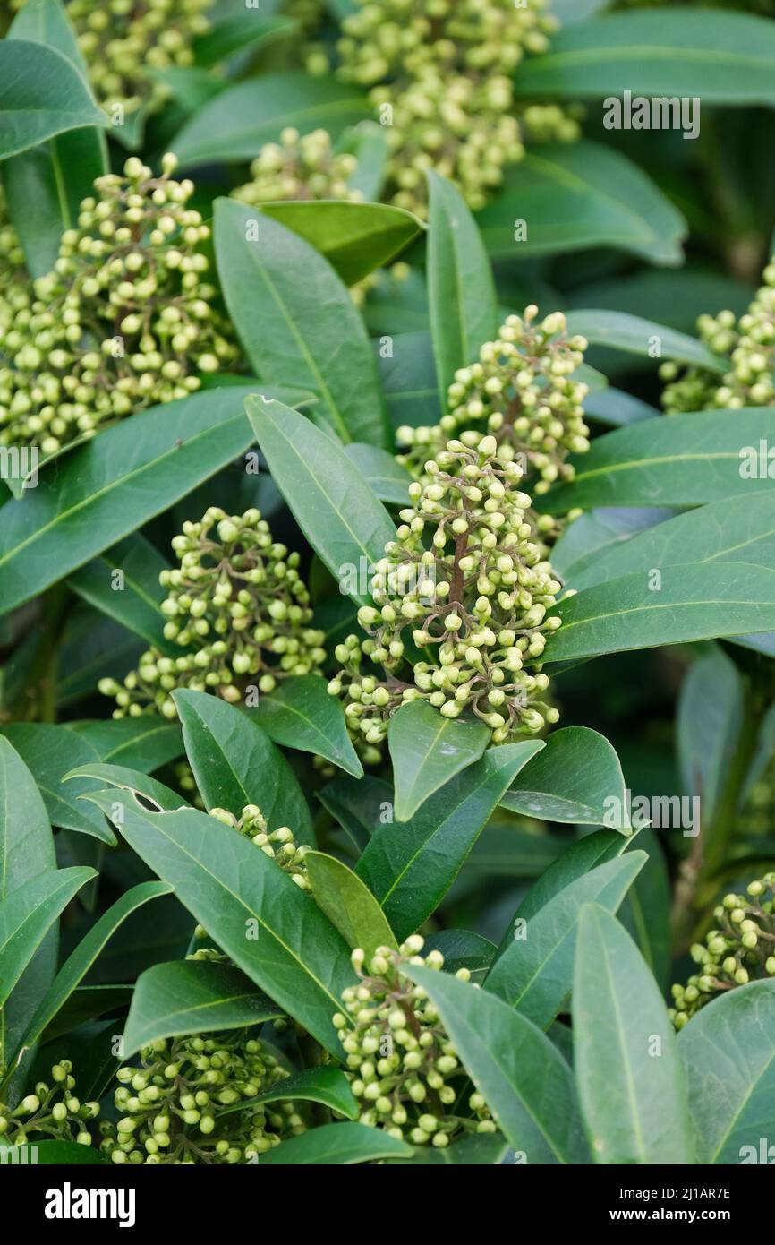 Skimmia Kew Green. Skimmia x Confusa Kew Green. Kleine, duftende grünlich-gelbe Blüten im Frühjahr Stockfoto