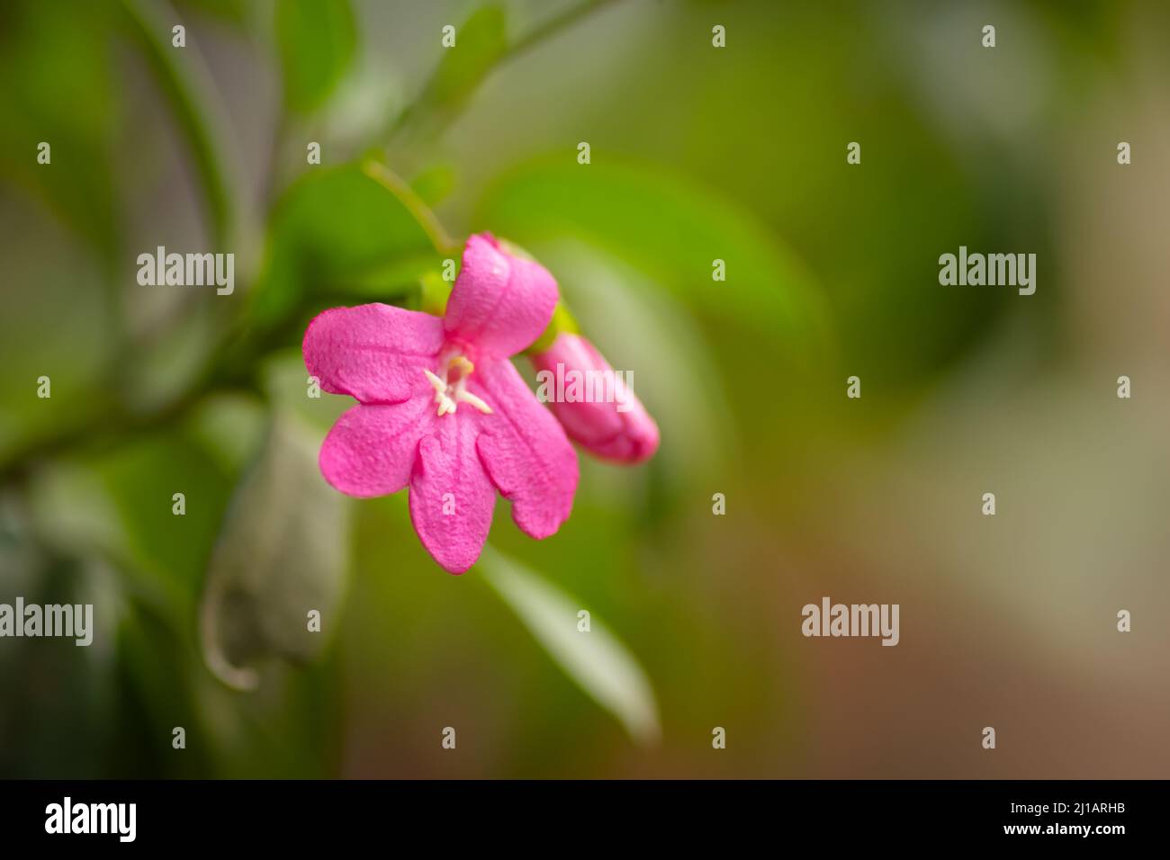 Rosa Ravenia Blume auch bekannt als Lemonia, Limonia auf Pflanze. Wissenschaftlicher Name ist Ravenia spectabilis. Es ist eine seltene und exotische Pflanze. Stockfoto