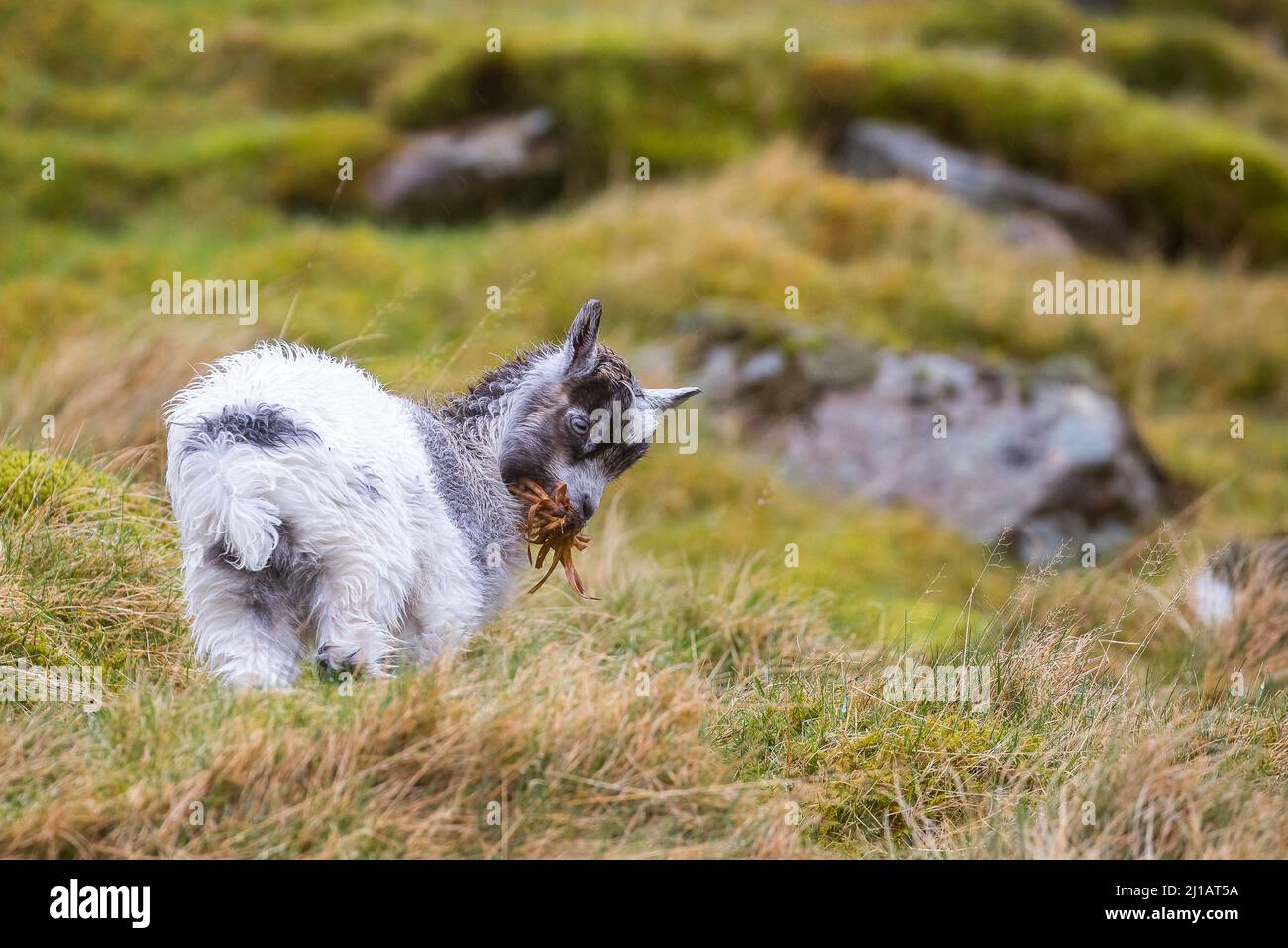 Welsh Mountain Baby Goat auf einem Hügel im Snowdonia National Park, Nordwales, Großbritannien, neue Nahrung zu finden. Stockfoto