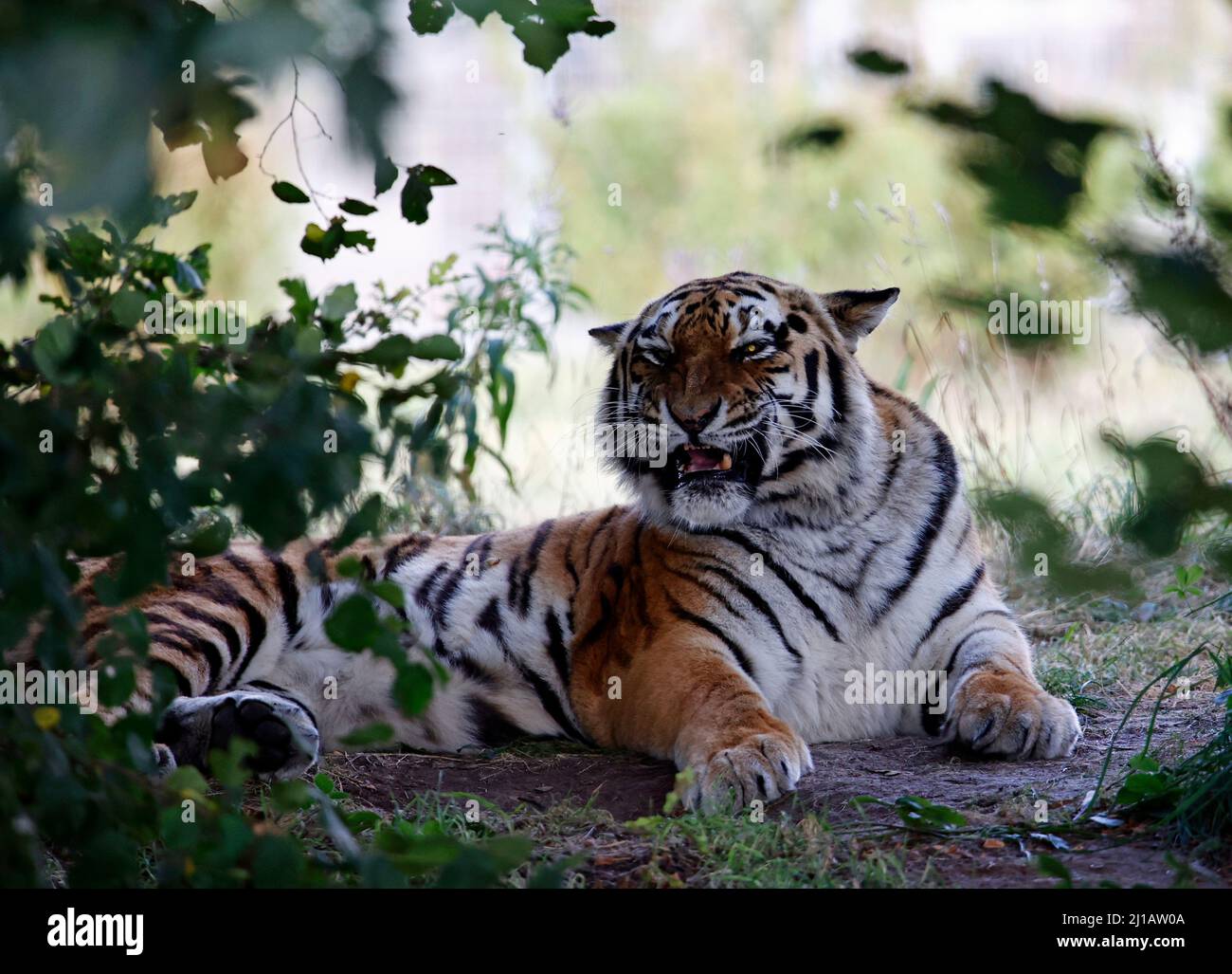 Ein Amurtiger, der sich im Schatten entspannt Stockfoto